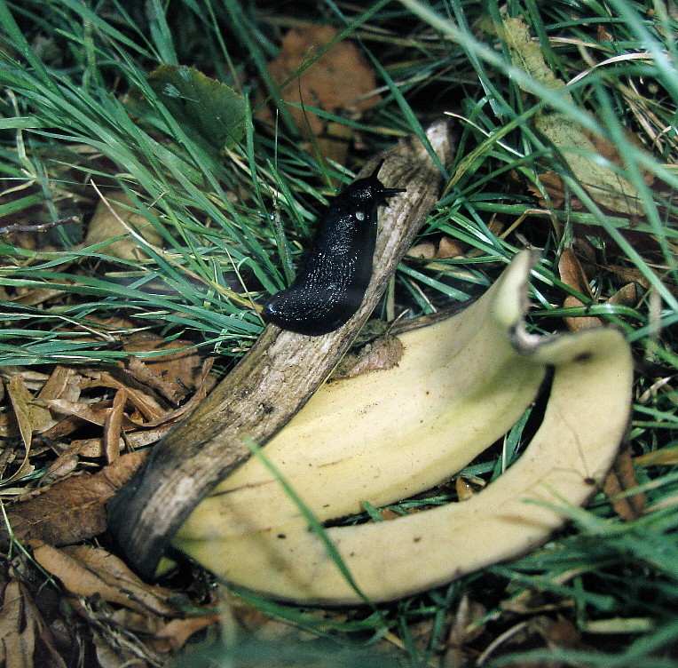 Schwarze Wegschnecke auf Bananenschale
