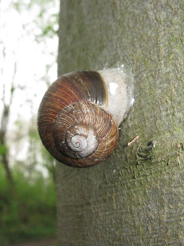 Weinbergschgnecke bei sehr großer Trockenheit