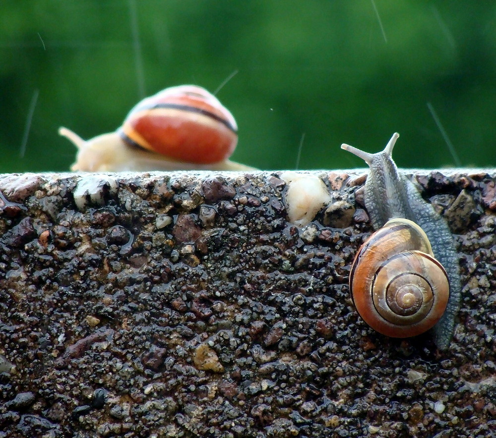 bei diesen wetter kommen sie wieder überrall hervor