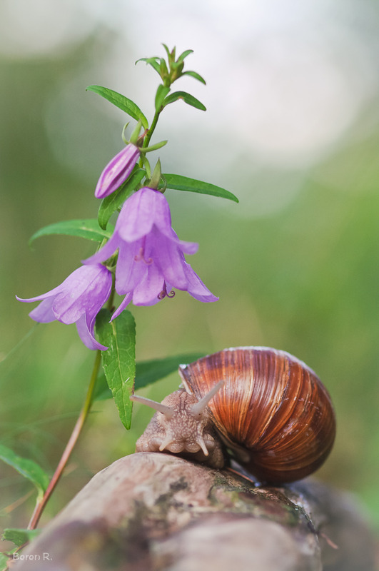 weinbergschnecke