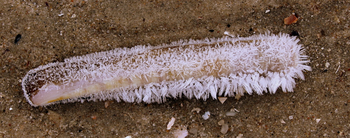 Eismuschel