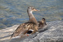 Fotos_Enten, Schwäne, Gänse