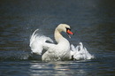 Fotos_Enten, Schwäne, Gänse