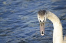 Fotos_Enten, Schwäne, Gänse