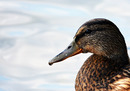 The Duck