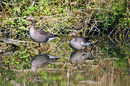 Fotos_Enten, Schwäne, Gänse