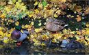 Fotos_Enten, Schwäne, Gänse