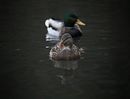 Fotos_Enten, Schwäne, Gänse
