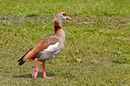 Nilgans