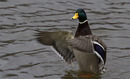 Fotos_Enten, Schwäne, Gänse