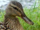 Fotos_Enten, Schwäne, Gänse