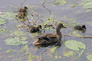 Fotos_Enten, Schwäne, Gänse