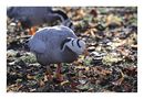 Fotos_Enten, Schwäne, Gänse