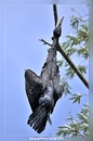 Kormoran