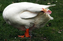 Gans beim putzen