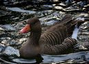 Fotos_Enten, Schwäne, Gänse