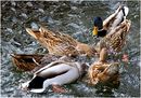 Fotos_Enten, Schwäne, Gänse