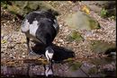 Fotos_Enten, Schwäne, Gänse