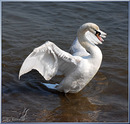 Fotos_Enten, Schwäne, Gänse