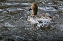 Fotos_Enten, Schwäne, Gänse