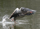Fotos_Enten, Schwäne, Gänse