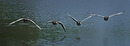 Fotos_Enten, Schwäne, Gänse
