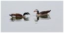 Fotos_Enten, Schwäne, Gänse