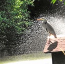 Fotos_Enten, Schwäne, Gänse