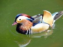 Ente -.in voller Schönheit!