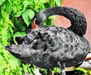 Fotos_Enten, Schwäne, Gänse
