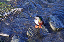 Fotos_Enten, Schwäne, Gänse