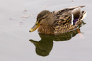 Fotos_Enten, Schwäne, Gänse