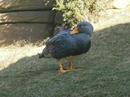 Fotos_Enten, Schwäne, Gänse