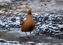 Fotos_Enten, Schwäne, Gänse