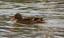 Ente