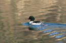 Fotos_Enten, Schwäne, Gänse