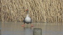 Fotos_Enten, Schwäne, Gänse