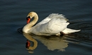 Fotos_Enten, Schwäne, Gänse
