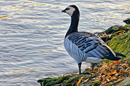 Fotos_Enten, Schwäne, Gänse
