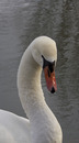 Fotos_Enten, Schwäne, Gänse