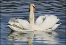 Fotos_Enten, Schwäne, Gänse