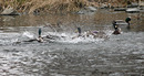 Fotos_Enten, Schwäne, Gänse