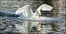 Fotos_Enten, Schwäne, Gänse