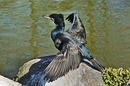 Fotos_Enten, Schwäne, Gänse