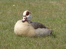 Fotos_Enten, Schwäne, Gänse