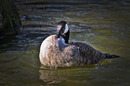 Fotos_Enten, Schwäne, Gänse