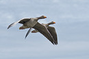 Fotos_Enten, Schwäne, Gänse