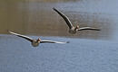 Fotos_Enten, Schwäne, Gänse