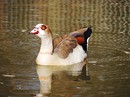 Fotos_Enten, Schwäne, Gänse