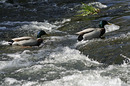 Fotos_Enten, Schwäne, Gänse